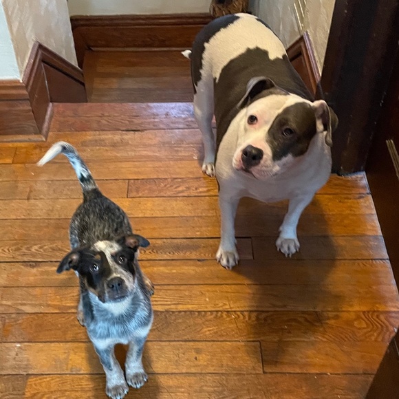 Meet your Posher, Laura - Picture 1 of 5